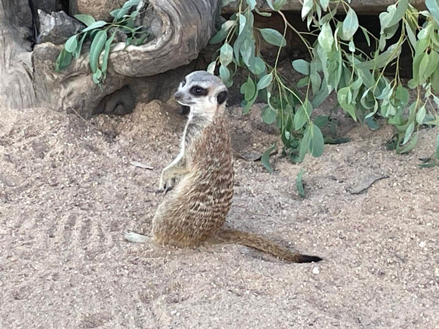 Dubbo Zoo 2025 Image -67de04a8c02d8